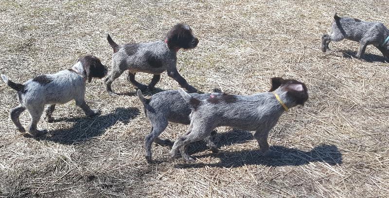 Manitou Wirehaired Pointing Griffons