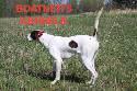 English Pointer