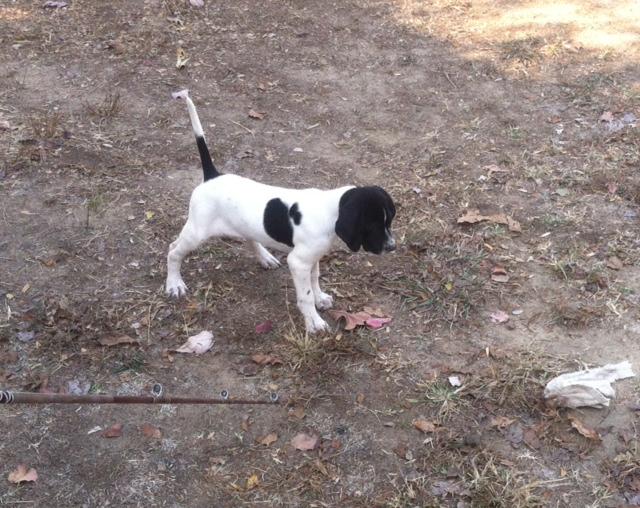 ELHEW PUP FEMALE English Pointer