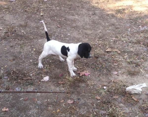 English Pointer