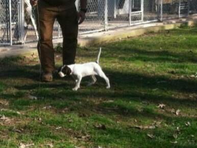ELHEW PUP English Pointer