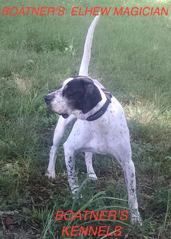 English Pointer