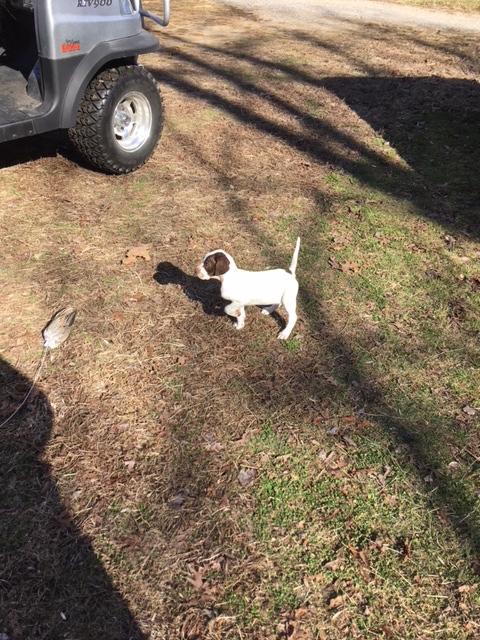ELHEW PUP English Pointer