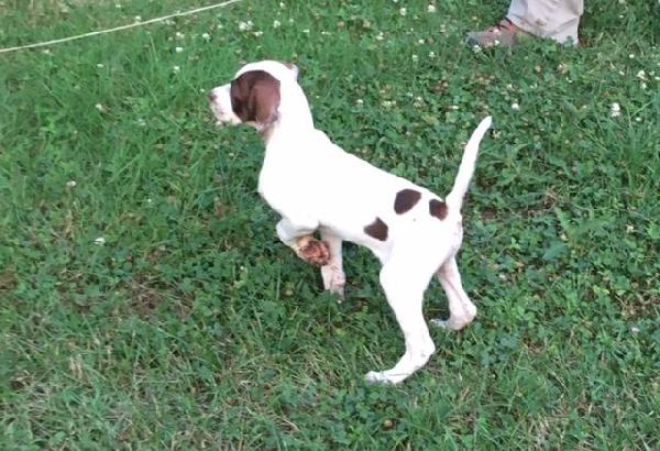 English Pointer