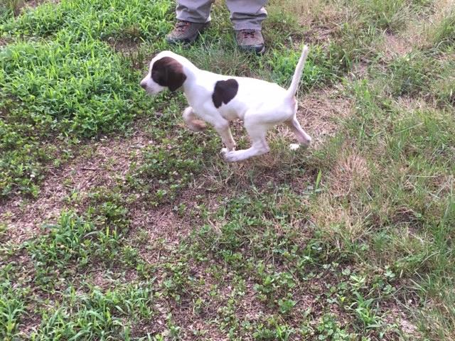 NO TITLE GIVEN English Pointer