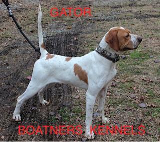English Pointer