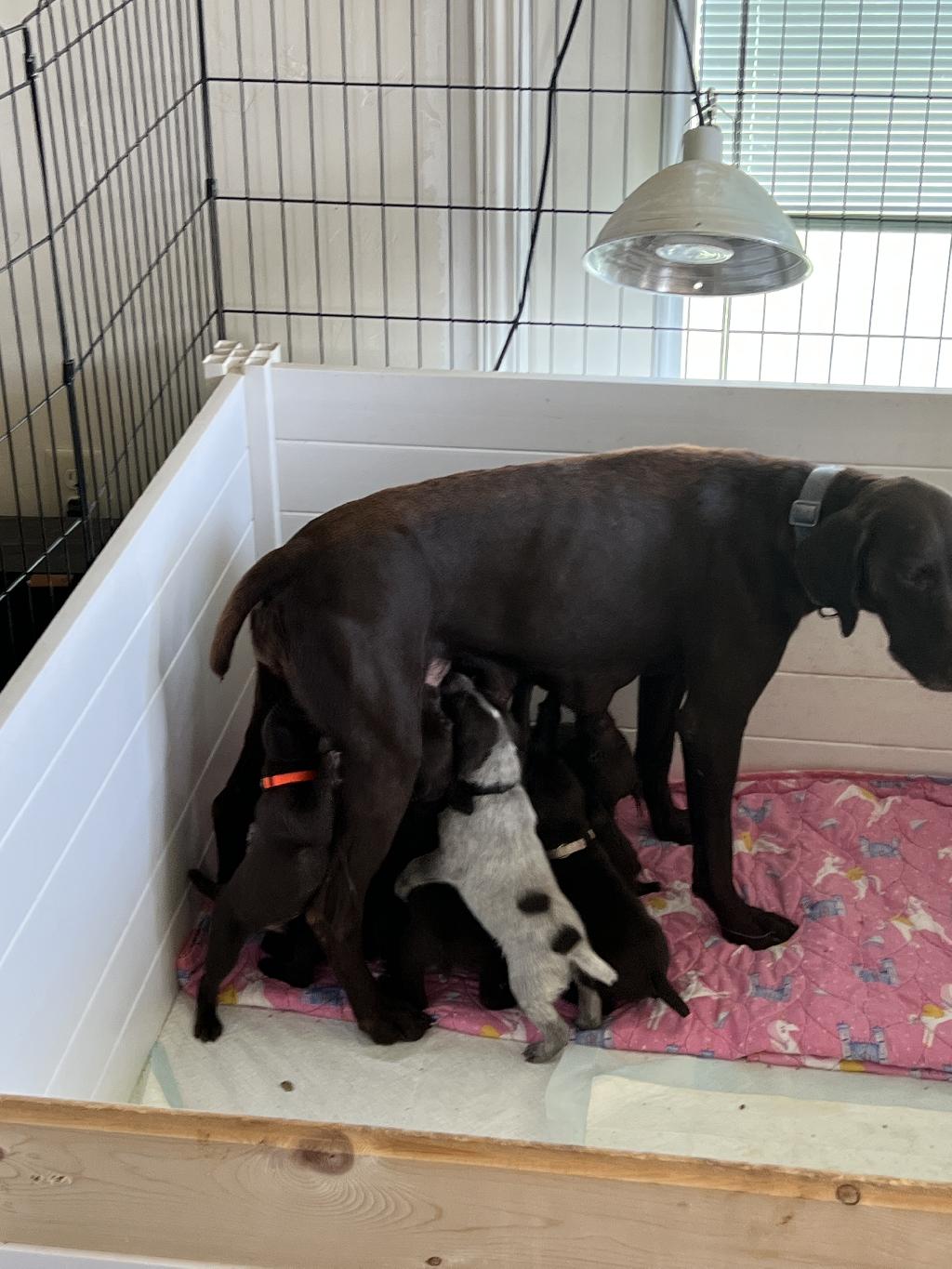 WELL BRED GSPS HAVE ARRIVED!!! German Shorthaired Pointer