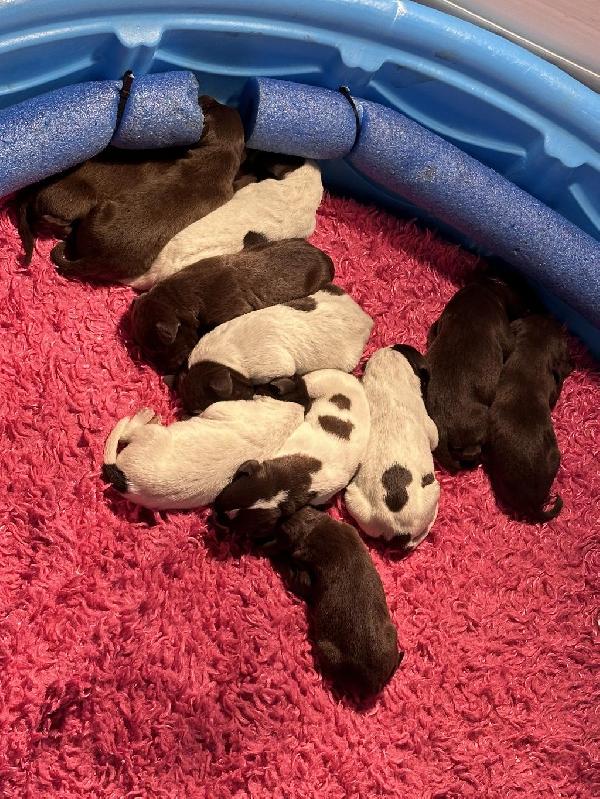 TOP OF THE LINE GSP’S!!! LEXY & ROSCOE German Shorthaired Pointer