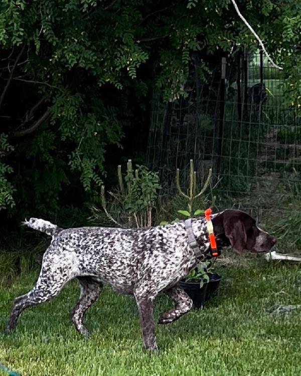 WELL BRED GSP’S IN IDAHO