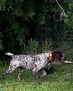 WELL BRED GSP’S IN IDAHO
