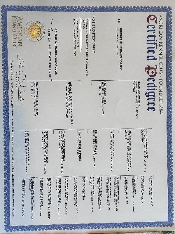 GSP PUPPIES STARR & ROSCOE