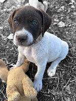QUALITY GSP PUPPIES