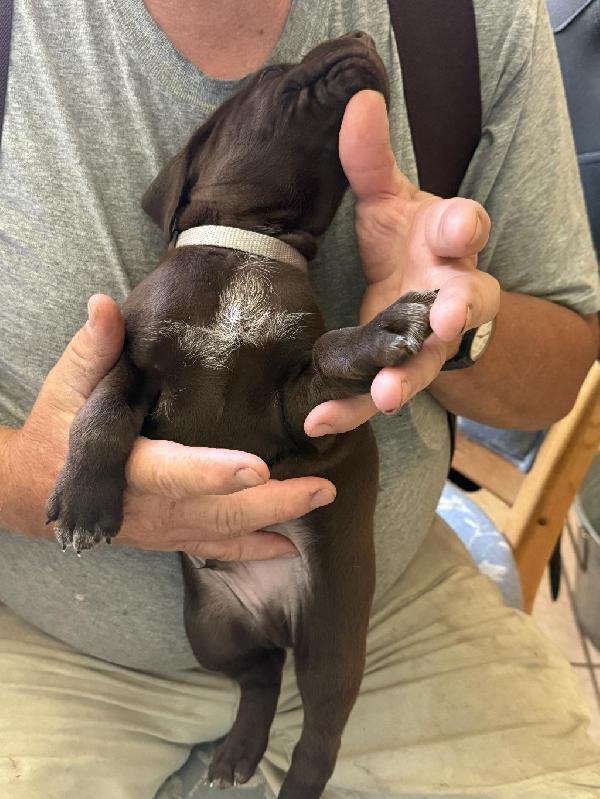 AKC SOLID LIVER GSP - WELL BRED