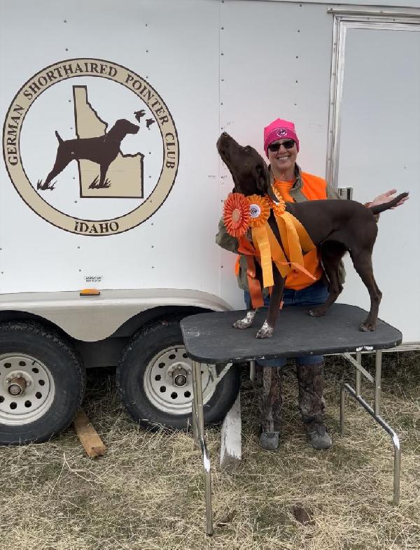 German Shorthaired Pointer