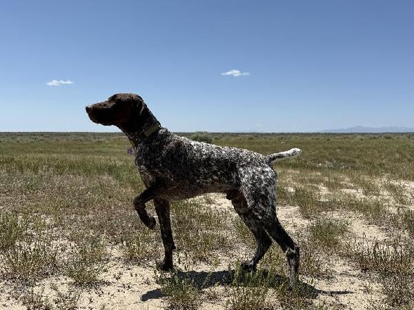 German Shorthaired Pointer