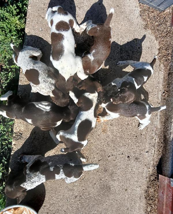 German Shorthaired Pointer