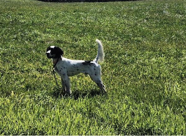 English Setter