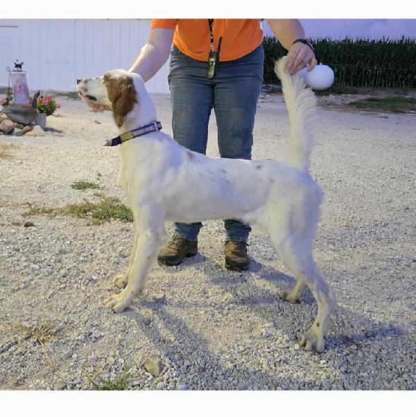 English Setter
