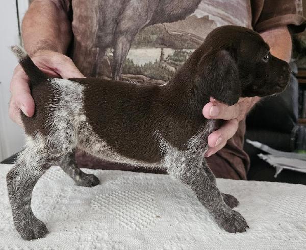 GERMAN SHORTHAIR POINTER PUPS FOR SALE German Shorthaired Pointer