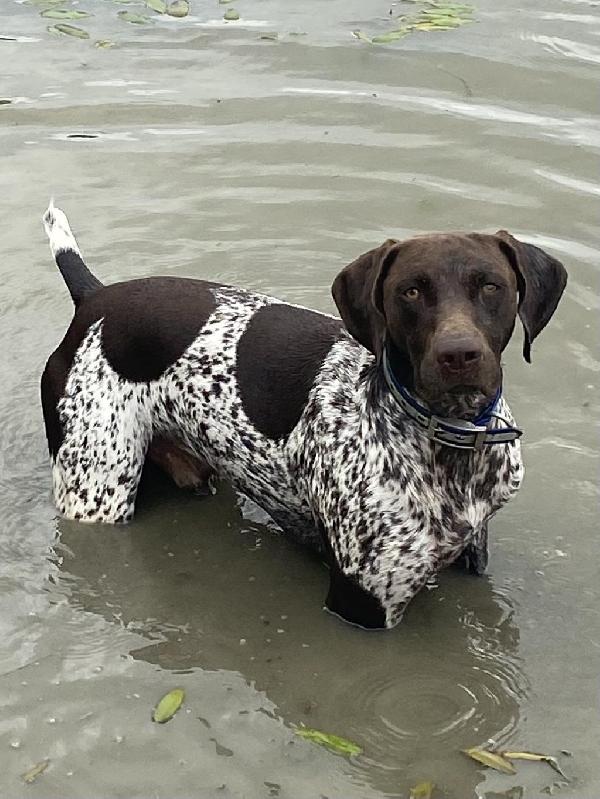 German Shorthaired Pointer