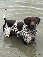 NAVHDA/AKC GERMAN SHORTHAIRED POINTER AT STUD