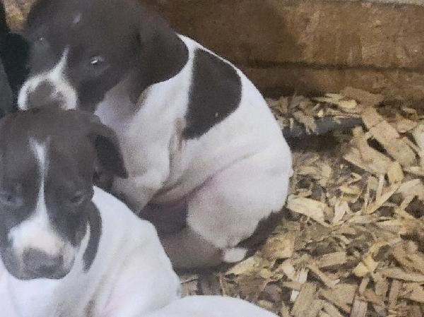 GSP PUPPIES German Shorthaired Pointer