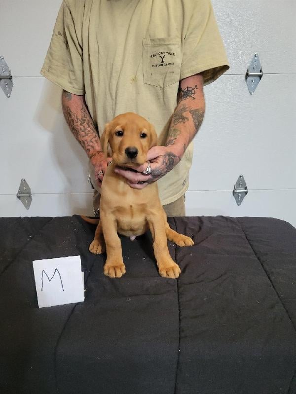 AKC LAB PUPPIES Labrador Retriever