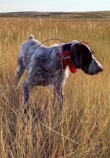 German Wirehaired Pointer