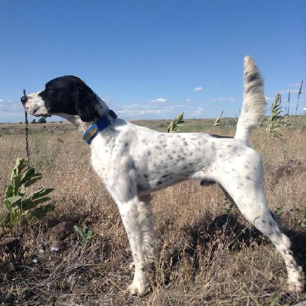 quicksilver english setters