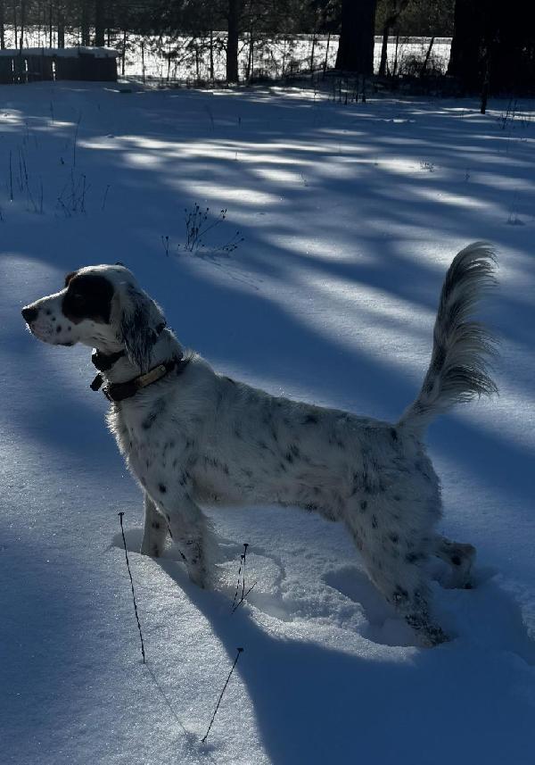 English Setter