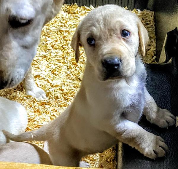 Labrador Retriever