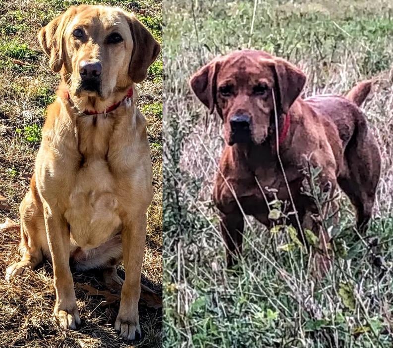 YELLOW FOX RED POINTING LABS LIGHTS OUT POINT Labrador Retriever