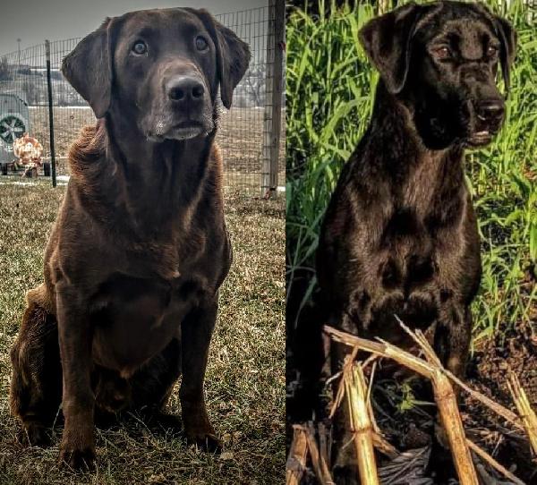 MALE POINTING LABS 4 BLK M 2 YM 1 CHC M Labrador Retriever