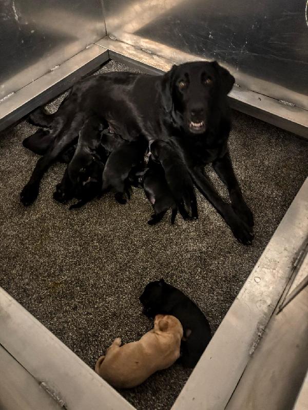 Labrador Retriever
