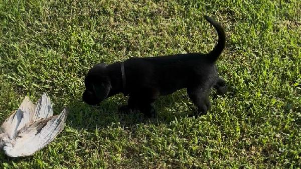 BLACK MALE POINTING LAB OUT OF 20YR OLD SEMEN Labrador Retriever