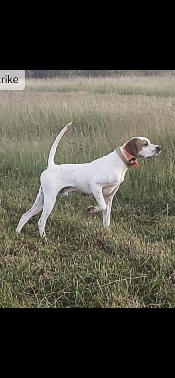 English Pointer