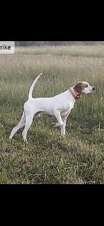 EXCEPTIONAL ELHEW BRED PUPS