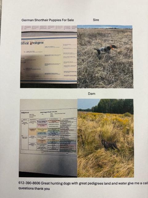 German Shorthaired Pointer