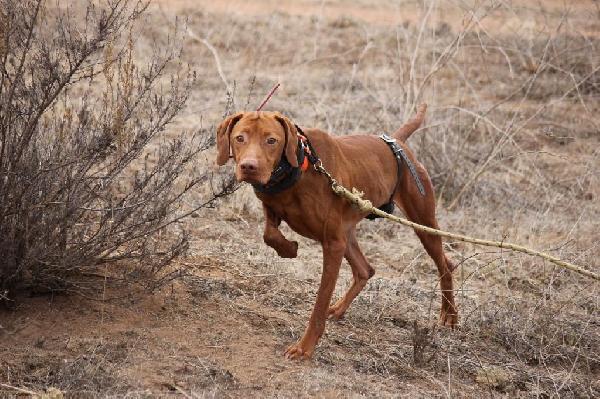 VIZSLA PUPPIES Hungarian Vizsla