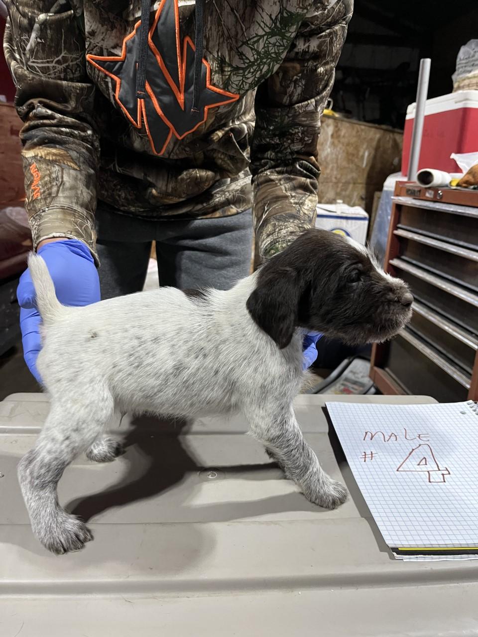 german-wirehair-pointers-pups