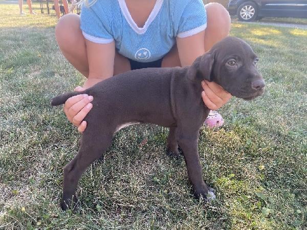 German Shorthaired Pointer