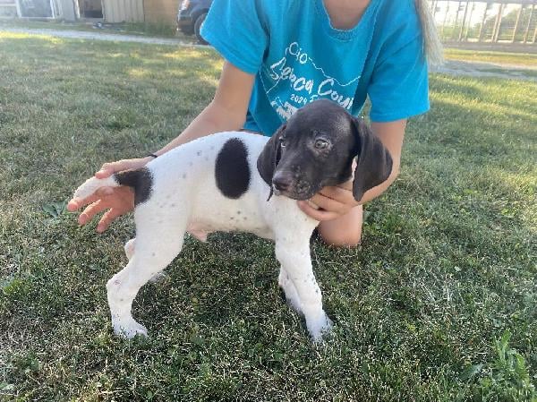German Shorthaired Pointer