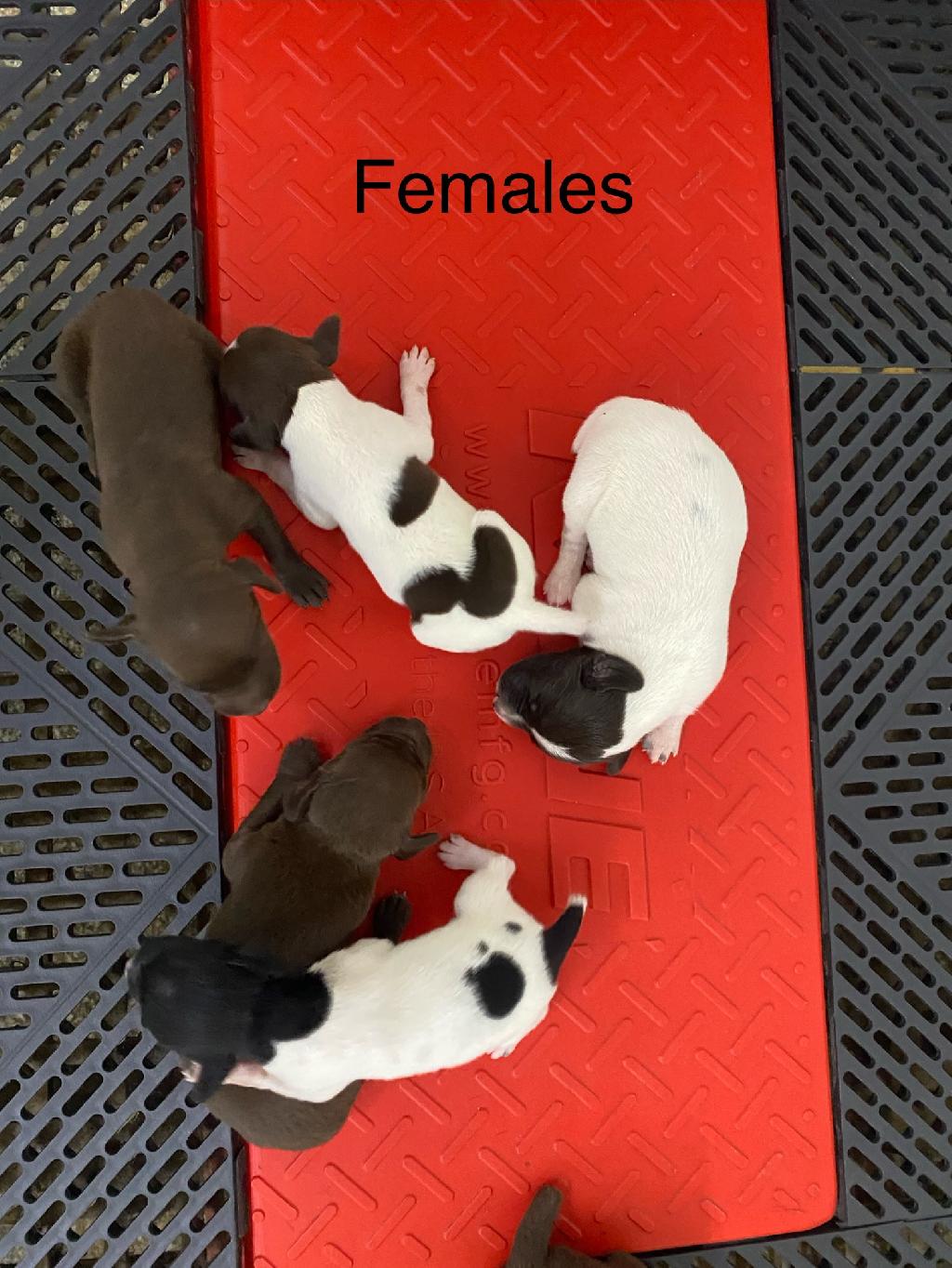 AKC GSP PUPS NSTRA CHAMP BLOODLINES German Shorthaired Pointer