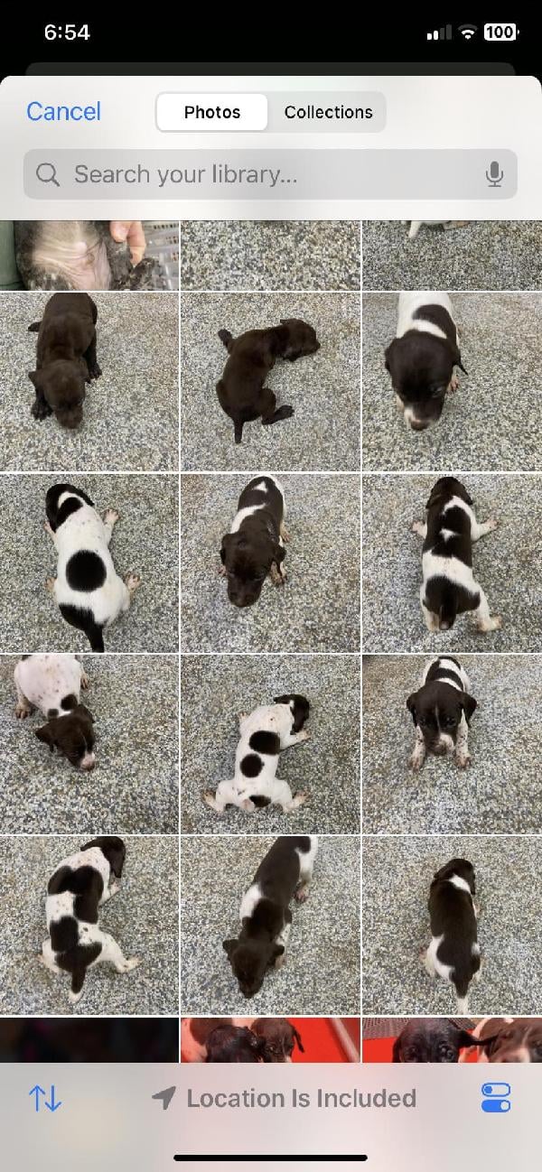 German Shorthaired Pointer