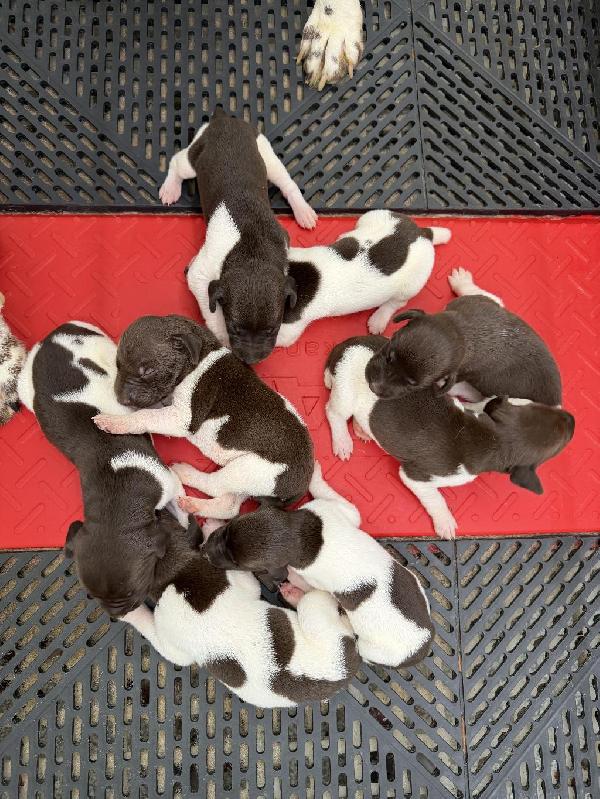 NSTRA CHAMP BLOODLINE PUPS German Shorthaired Pointer