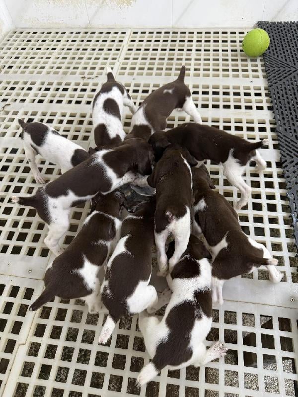 German Shorthaired Pointer