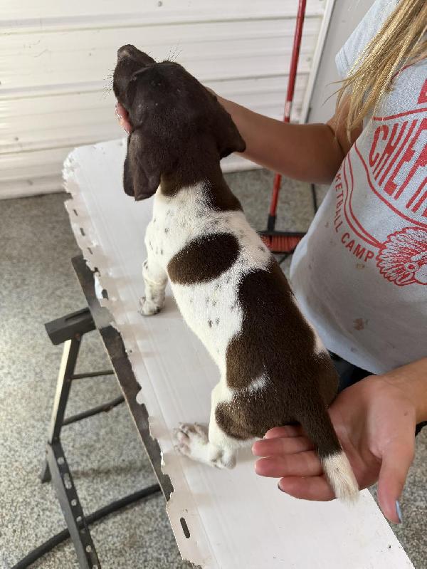 German Shorthaired Pointer