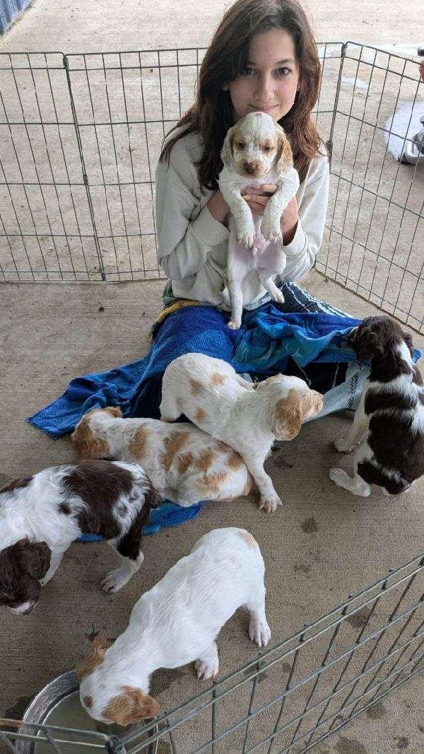 American Brittany