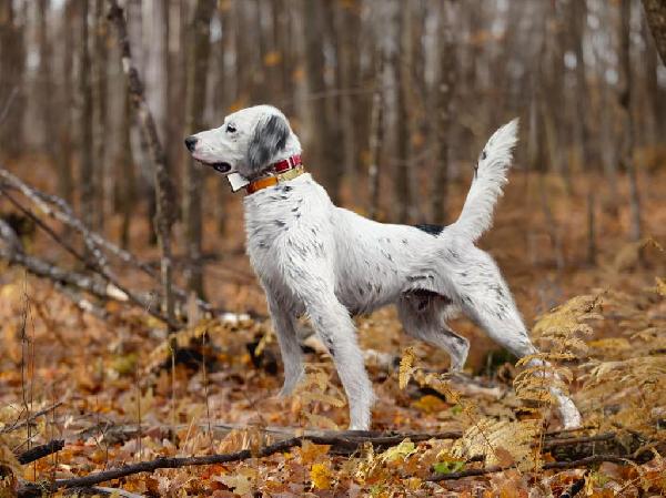 ENGLISH SETTER PUPPIES FOR SALE English Setter