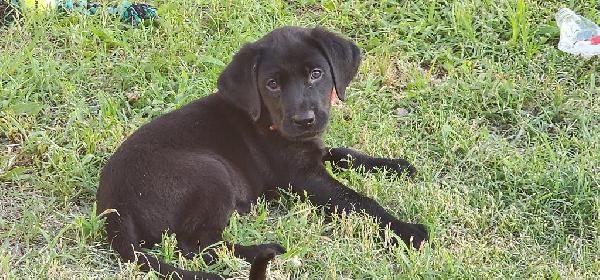 Labrador Retriever